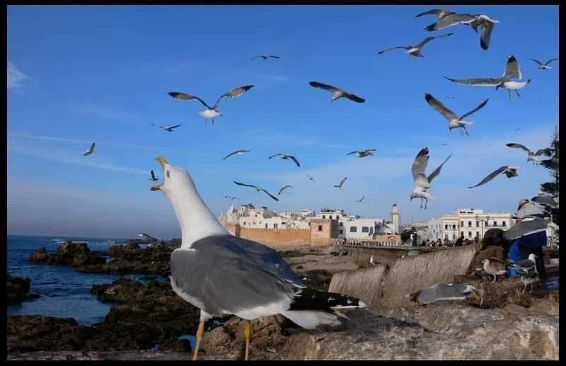 Chakib Mobtassim and Travelers in Moroccan Desert - ChakibTours